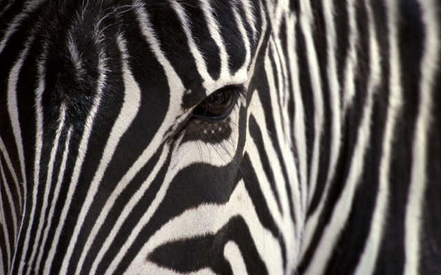 Zebra closeup face blurry background free wallpaper - medium preview image