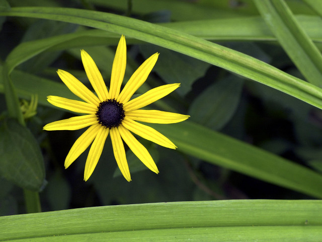 Yellow flower black center green #3 free wallpaper - medium preview image