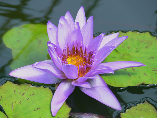 Purple flower floating pond water free wallpaper - medium preview image