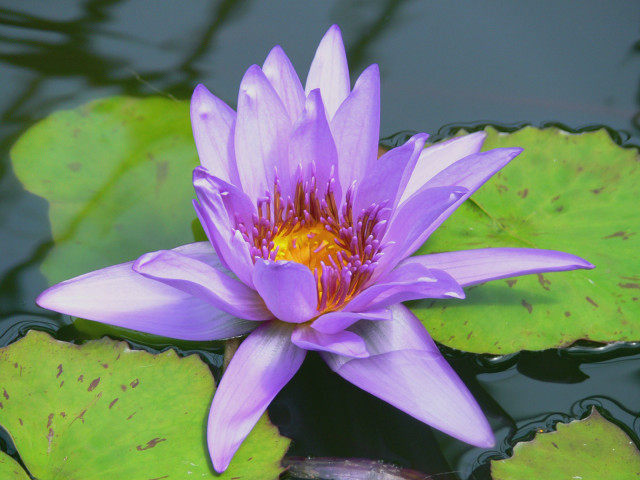 Purple flower floating pond water #3 free wallpaper - medium preview image