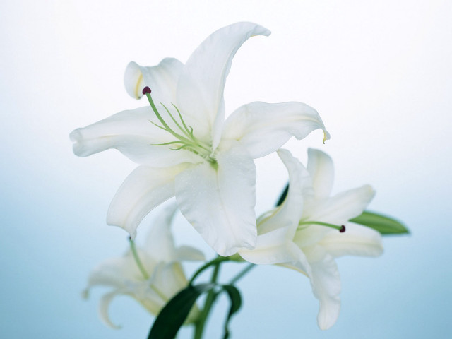 White flower vase tabletop blue #2 free wallpaper - medium preview image