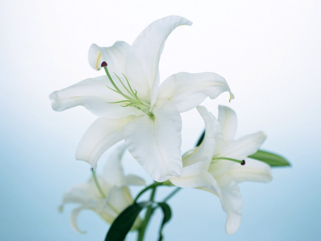 White flower vase table blue free wallpaper - medium preview image