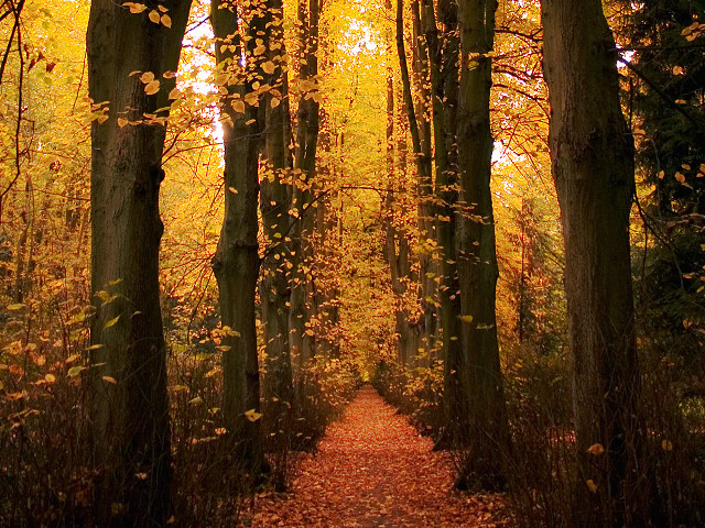 Forest path bench trees leaves free wallpaper - medium preview image