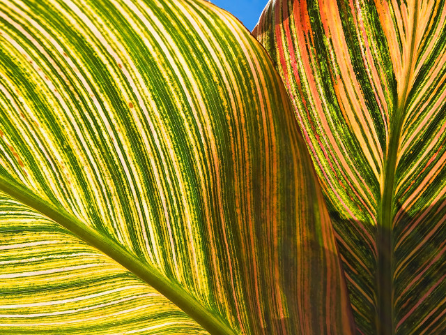 Green leaf blue sky macro #9 free wallpaper - medium preview image