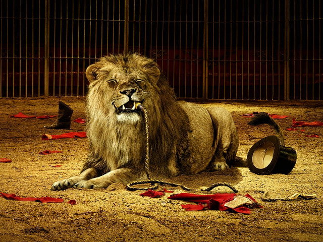 Lion laying cage hat head free wallpaper - medium preview image