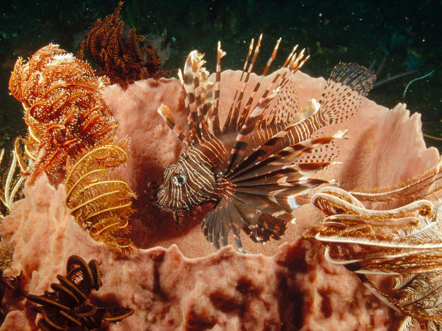 Sea animals coral reef ocean #4 free wallpaper - medium preview image