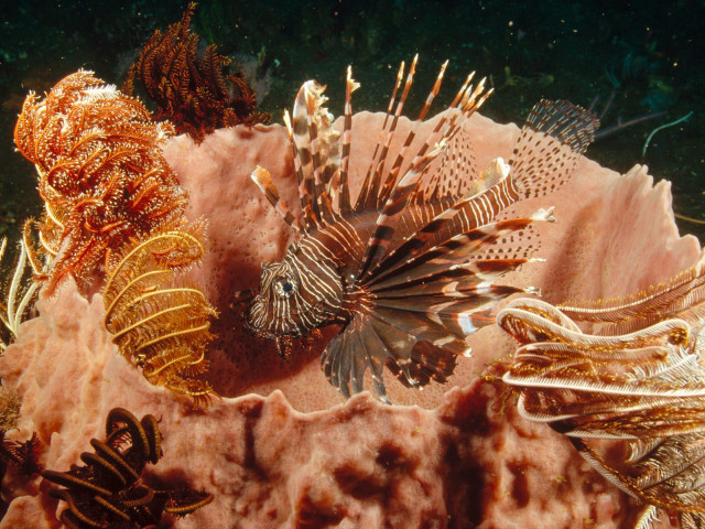 Sea animals coral reef ocean #2 free wallpaper - medium preview image