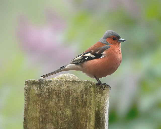 Bird on post sun bokeh free wallpaper - medium preview image