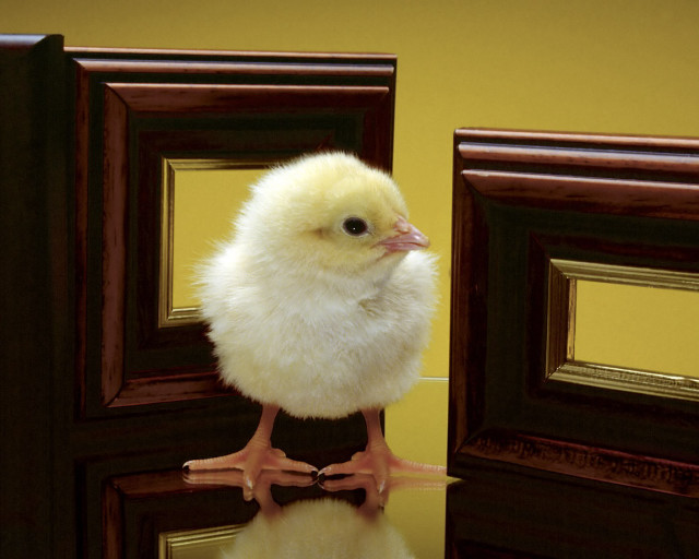 Small white bird door mirror #2 free wallpaper - medium preview image