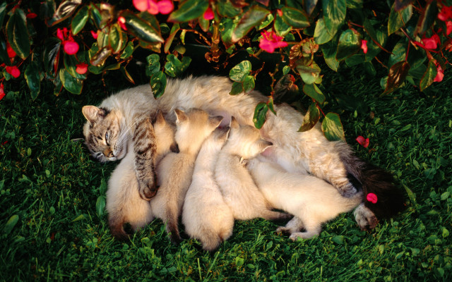 Cat laying back grass babies #2 free wallpaper - medium preview image