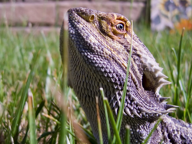 Lizard closeup grass mouth open free wallpaper - medium preview image