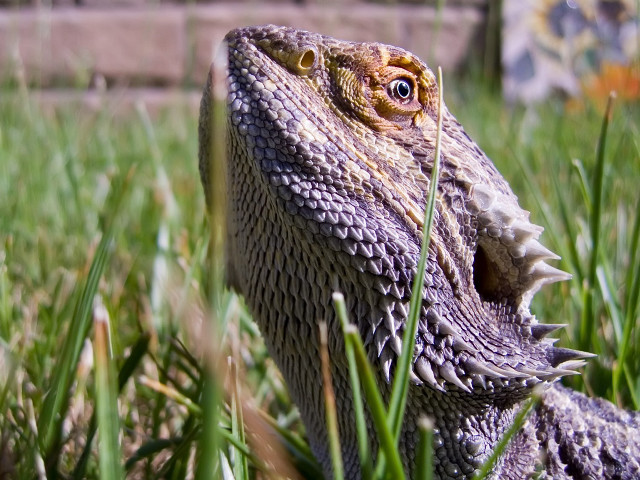 Lizard closeup grass mouth open #2 free wallpaper - medium preview image