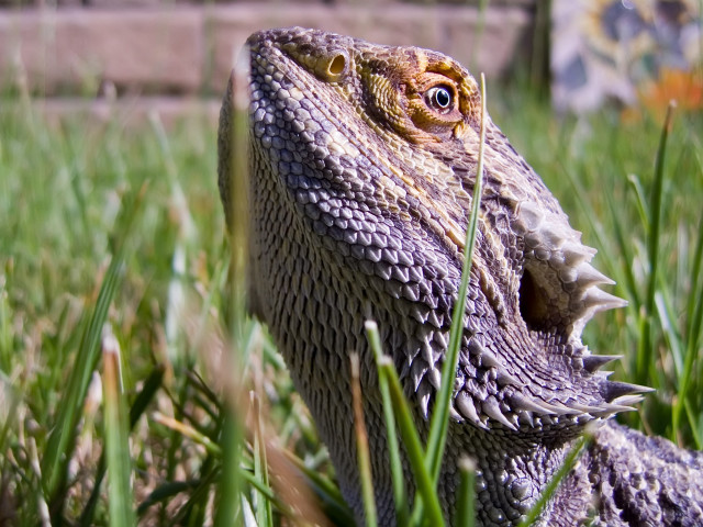 Lizard closeup mouth open eyes #3 free wallpaper - medium preview image