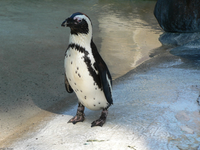 Penguin standing rock zoo water free wallpaper - medium preview image