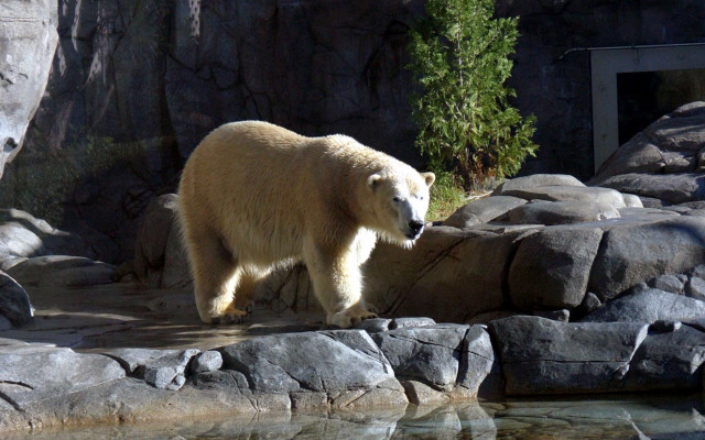 Polar bear walking rocks water #2 free wallpaper - medium preview image