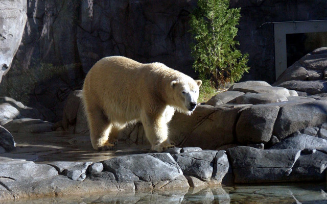 Polar bear walking rocks water #3 free wallpaper - medium preview image
