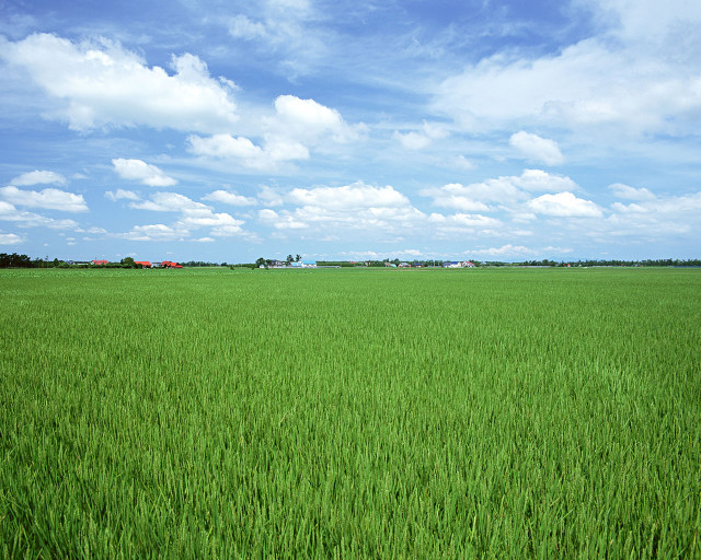 Green grass blue sky clouds #20 free wallpaper - medium preview image