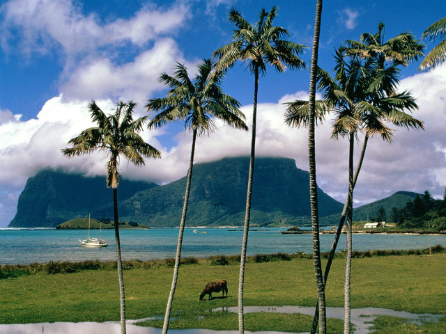 Cattle grazing lake mountains beach free wallpaper - medium preview image