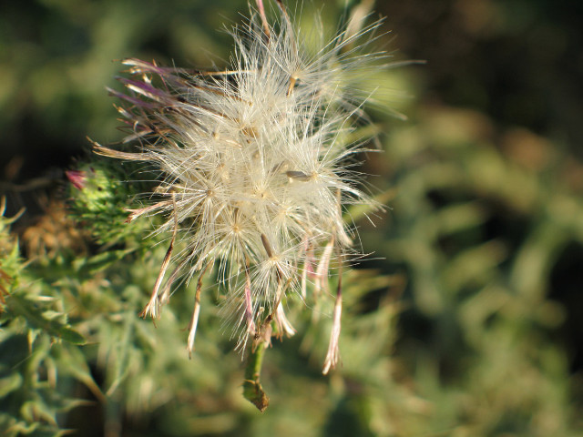 Dandelion closeup leaves background blurry free wallpaper - medium preview image
