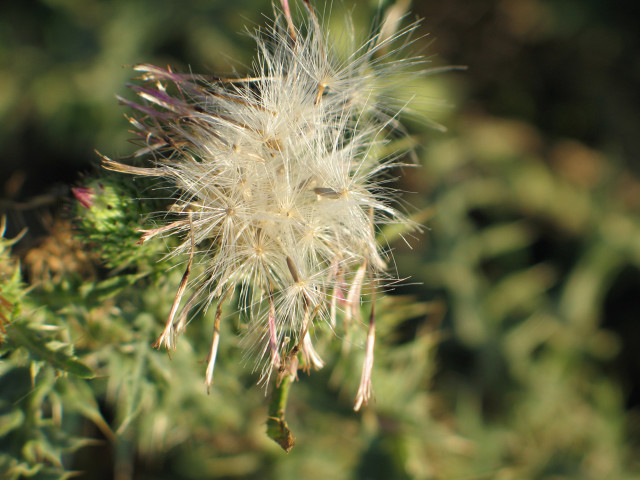 Dandelion closeup leaves background blurry #2 free wallpaper - medium preview image