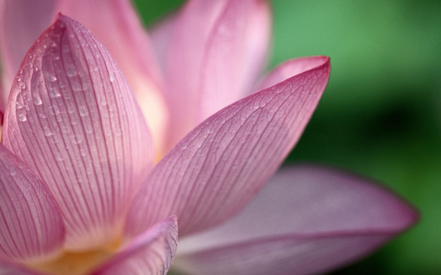 Pink flower water droplets petals #2 free wallpaper - medium preview image