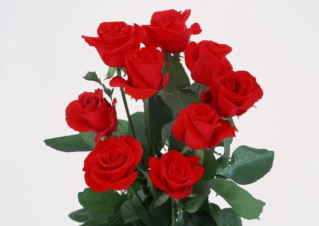 Vase red roses white background #2 free wallpaper - medium preview image