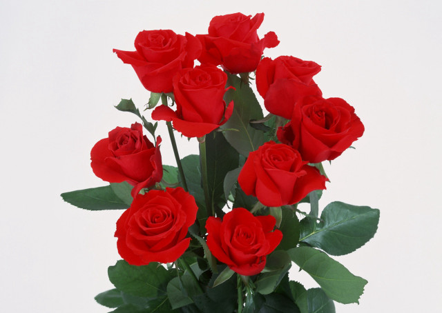 Vase red roses white background #3 free wallpaper - medium preview image