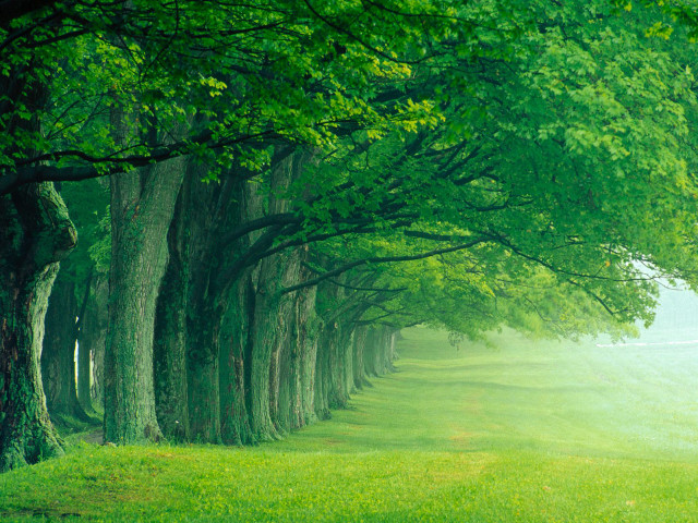 Trees grassy field path distance #3 free wallpaper - medium preview image