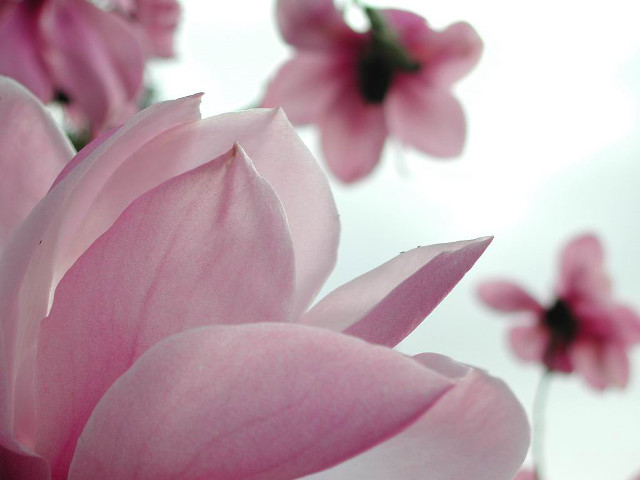 Pink flower closeup white background #2 free wallpaper - medium preview image