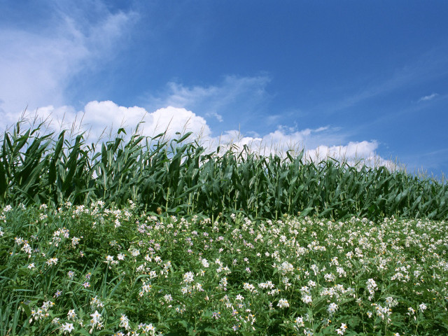 Field flowers grass blue sky free wallpaper - medium preview image