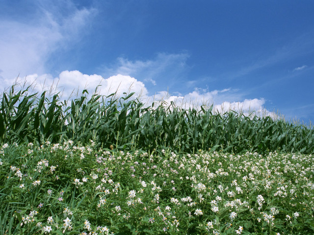 Field flowers grass blue sky #2 free wallpaper - medium preview image