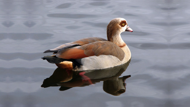 Duck floating reflection water gray free wallpaper - medium preview image