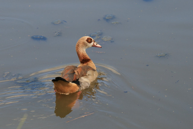 Duck swimming duckling mouth duckling free wallpaper - medium preview image