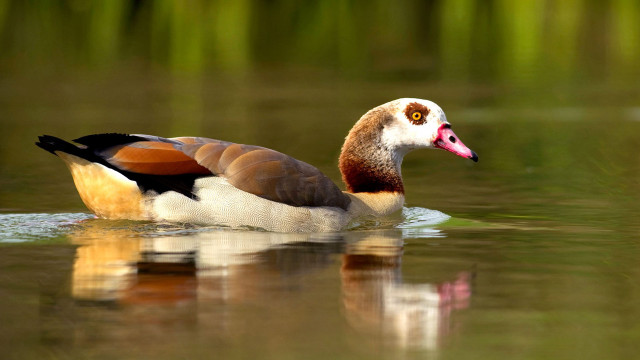 Duck beak pond reeds pink free wallpaper - medium preview image