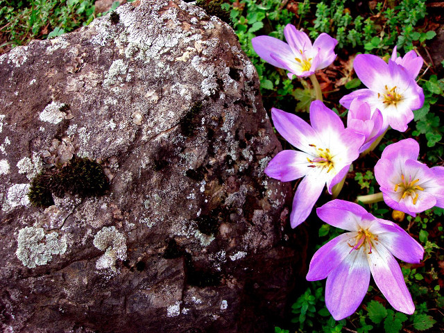 Rock flowers moss rock moss free wallpaper - medium preview image