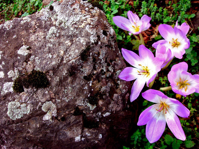 Rock flowers moss butterfly cherryblossom free wallpaper - medium preview image
