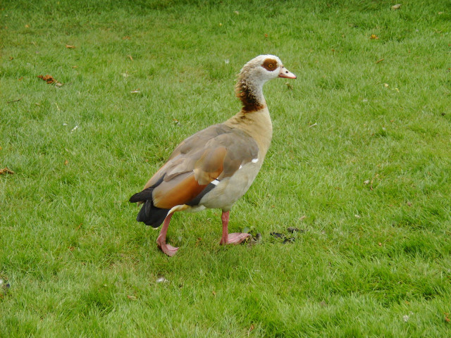 Duck walking grass beak open free wallpaper - medium preview image
