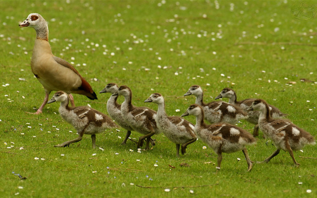 Duckling green field wildlife flower free wallpaper - medium preview image