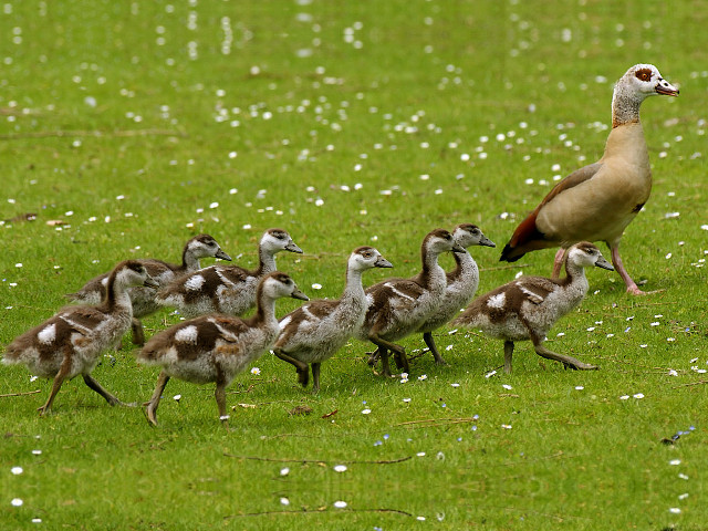 Flock birds green field forest free wallpaper - medium preview image