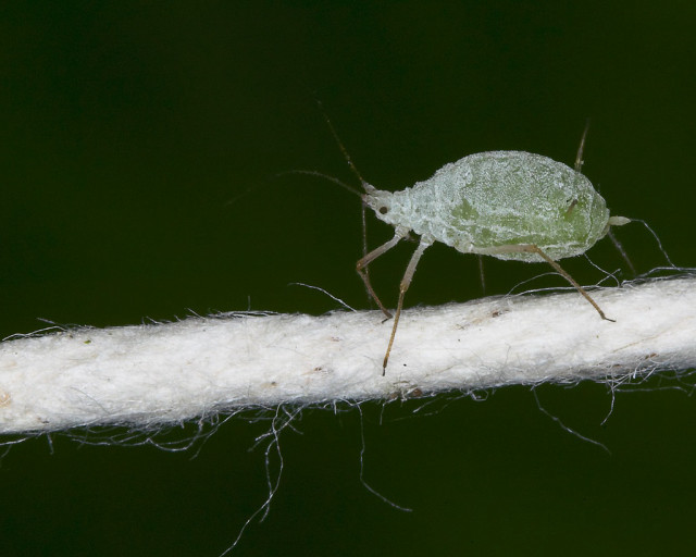 Bug rope green background macro free wallpaper - medium preview image