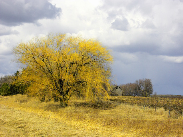 Tree field house cloudy sky #2 free wallpaper - medium preview image