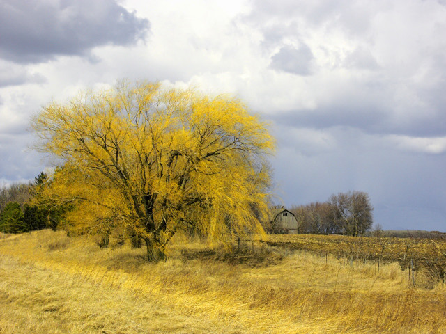 Tree yellow leaves field barn free wallpaper - medium preview image