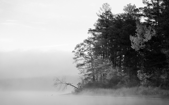 Foggy lake trees fallen tree free wallpaper - medium preview image