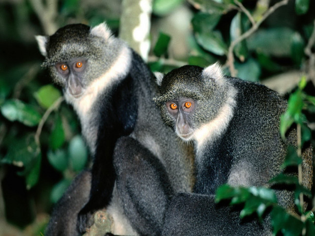Monkeys tree orange eyes looking free wallpaper - medium preview image