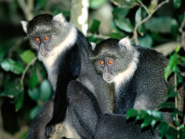 Monkeys tree orange eyes looking #4 free wallpaper - medium preview image