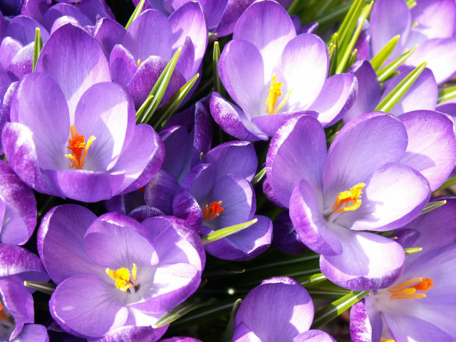 Purple flowers bouquet macro bug free wallpaper - medium preview image