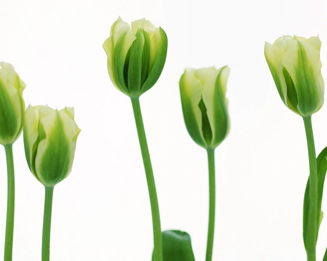 Green flowers white background white free wallpaper - medium preview image