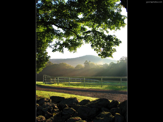 Horse field fence tree sunlight free wallpaper - medium preview image