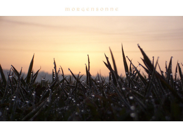 Sunset field grass water drops free wallpaper - medium preview image