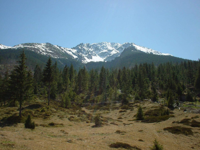 Mountain range snow trees foreground #3 free wallpaper - medium preview image